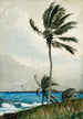 Palmy na Nassau - Winslow Homer — widok dzieła