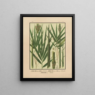 Yasuyoshi Shirasawa - Icones of the bamboos of Japan Nihon chikurui zufu Pl05.webp