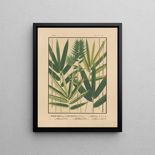 Yasuyoshi Shirasawa - Icones of the bamboos of Japan Nihon chikurui zufu Pl06.webp