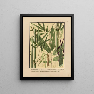 Yasuyoshi Shirasawa - Icones of the bamboos of Japan Nihon chikurui zufu Pl07.webp