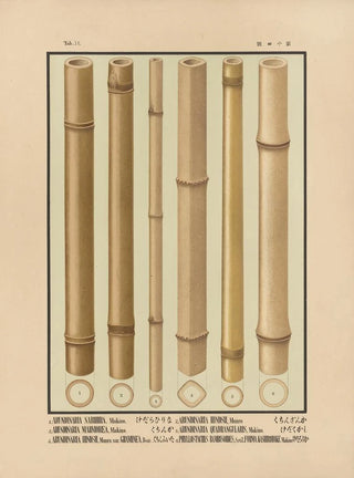 Yasuyoshi Shirasawa - Icones of the bamboos of Japan Nihon chikurui zufu Pl14.webp