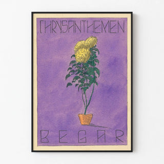 chrysanthemen-begar