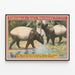 Plakat vintage Forepaugh & Sells Brothers z azjatyckimi tapirami — oprawiony obraz na ścianie