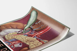 hygiene-de-la-vesicule-biliaire