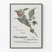 Plakat botaniczny vintage Bellafoline - Dekoracja ścienna natura