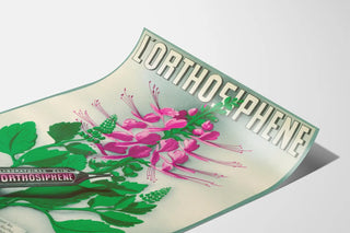 lorthosiphene
