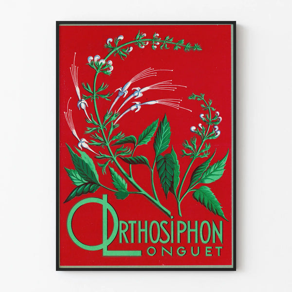 Plakat Botaniczny Orthosiphon Longuet - Vintage'owa Dekoracja Ścienna Natura