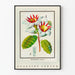 Plakat botaniczny vintage z kwiatem Strophanthus gratus Ouabaïne Arnaud