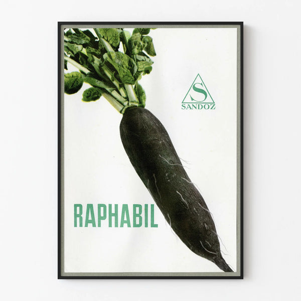 Vintage plakat z czarną rzodkwią Raphabil Sandoz do dekoracji ścian