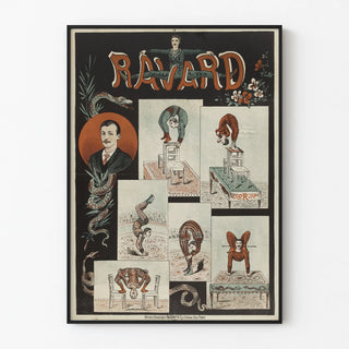 ravard