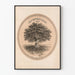 Plakat vintage Drzewo historyczne The Century Plant 1876